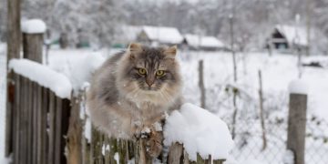Какие штрафы грозят за снег на даче и кто должен чистить дороги в СНТ