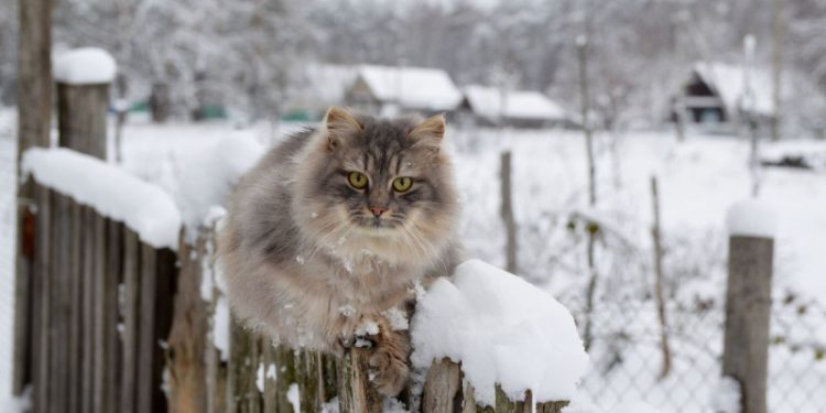 Какие штрафы грозят за снег на даче и кто должен чистить дороги в СНТ
