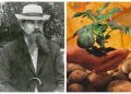 Картофельный король. Корнеплодом русского учёного восхищались Чехов и Есенин