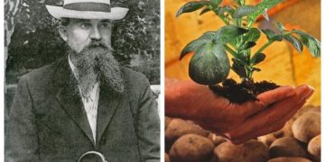 Картофельный король. Корнеплодом русского учёного восхищались Чехов и Есенин