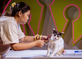 Правительство Таиланда признало кошек важной частью экономики