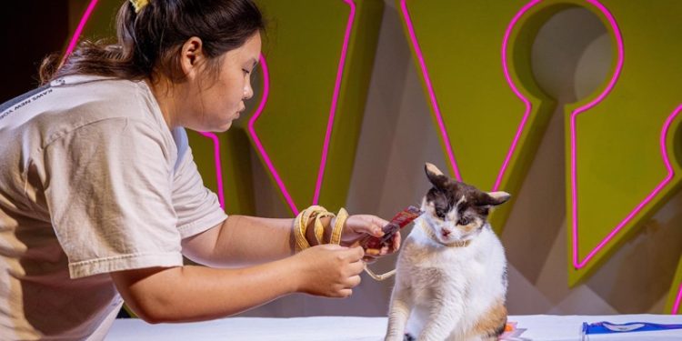 Правительство Таиланда признало кошек важной частью экономики