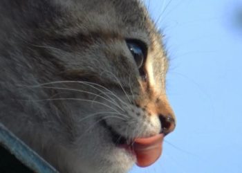 Ученые из Британии выяснили, что кошки могут помочь людям в борьбе с раком