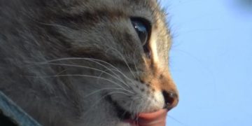 Ученые из Британии выяснили, что кошки могут помочь людям в борьбе с раком