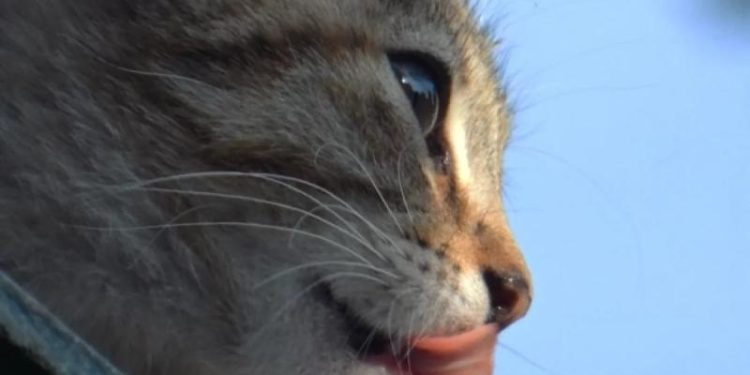 Ученые из Британии выяснили, что кошки могут помочь людям в борьбе с раком