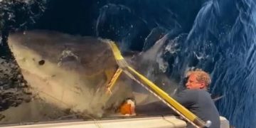 Ученые получили новые данные о гигантской 2700-килограммовой белой акуле