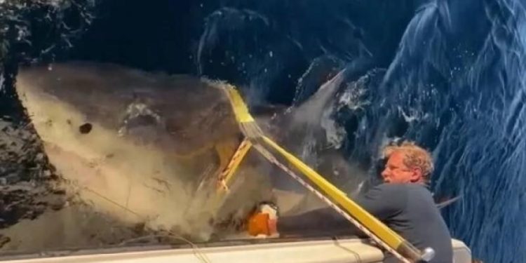 Ученые получили новые данные о гигантской 2700-килограммовой белой акуле