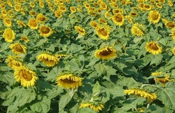 Выбор высокоурожайного сорта: как совместить продуктивность и устойчивость к стрессам