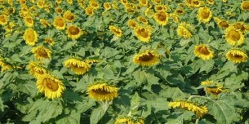 Выбор высокоурожайного сорта: как совместить продуктивность и устойчивость к стрессам