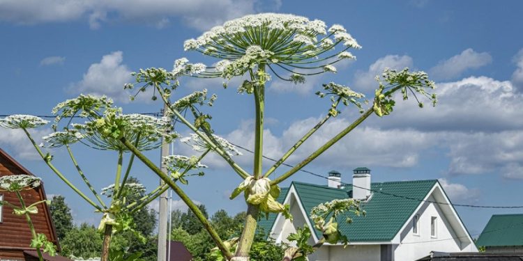 Какие есть штрафы за борщевик на участке в разных регионах России