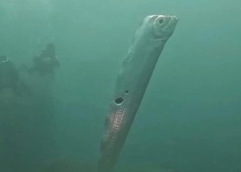 Океанолог объяснил появление предвещающих беду рыб Судного дня у берега США