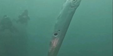 Океанолог объяснил появление предвещающих беду рыб Судного дня у берега США