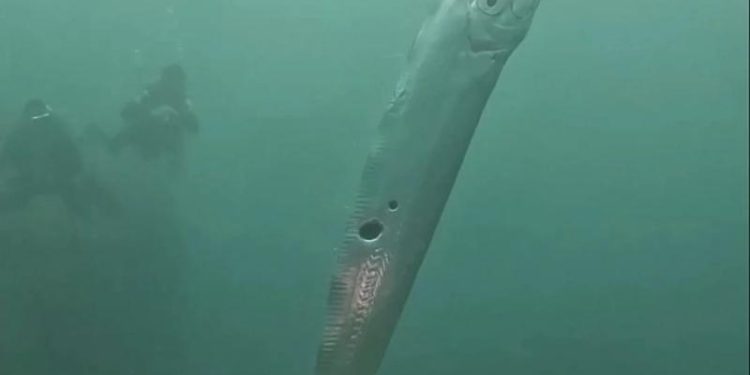 Океанолог объяснил появление предвещающих беду рыб Судного дня у берега США