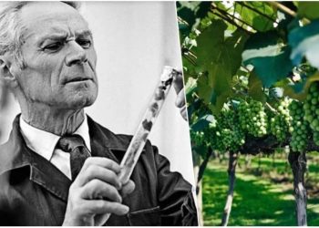 Триумф селекционера. Павел Голодрига вывел уникальные сорта винограда