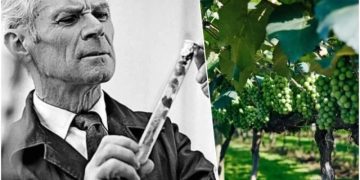 Триумф селекционера. Павел Голодрига вывел уникальные сорта винограда