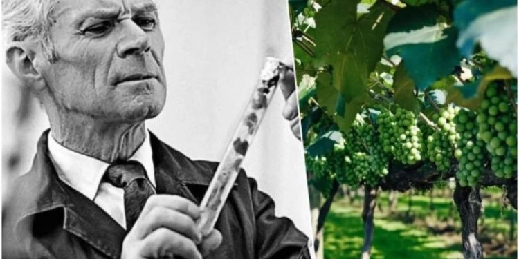 Триумф селекционера. Павел Голодрига вывел уникальные сорта винограда