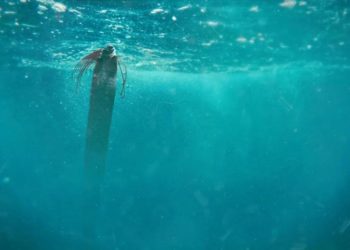 Ученые обеспокоены появлением трех рыб Судного дня близ США