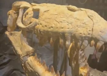 Ученые обнаружили в Марокко останки гигантского мозазавра