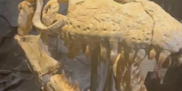 Ученые обнаружили в Марокко останки гигантского мозазавра