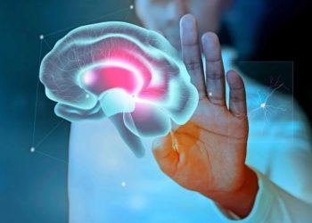 Ученые впервые смогли «воскресить» мозг после глубокой заморозки