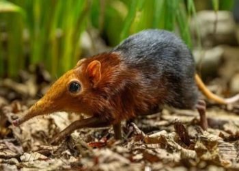 В Англии впервые родились животные, состоящие в родстве со слонами и мышами