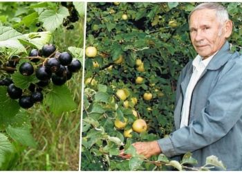 Вся сласть народу. Лучшую смородину вывел учёный Александр Астахов