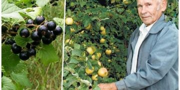 Вся сласть народу. Лучшую смородину вывел учёный Александр Астахов