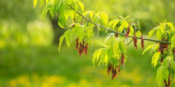 Чем опасен американский клен и как избавиться от сорняка на участке