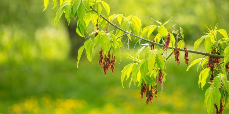Чем опасен американский клен и как избавиться от сорняка на участке