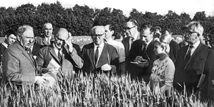 Чудо-колос. Новый сорт пшеницы русского агронома повлиял на судьбу мира