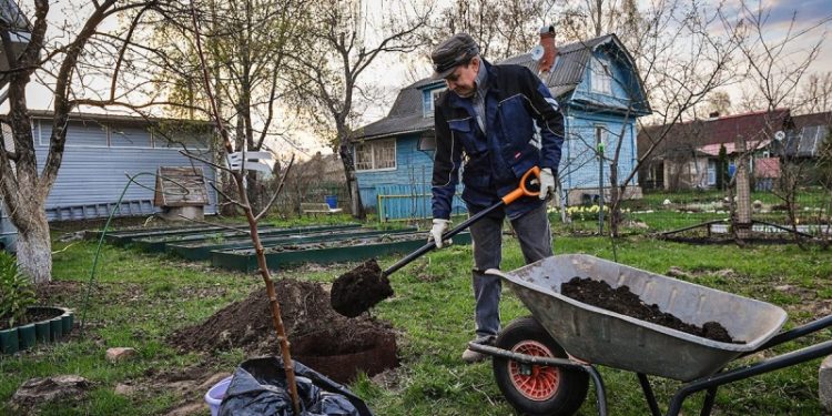 Где можно сажать деревья на даче, чтобы не получить штраф. Советы юриста
