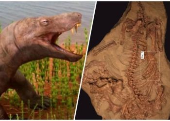 Меню древнего монстра. Стало известно, кем питался вяткозух