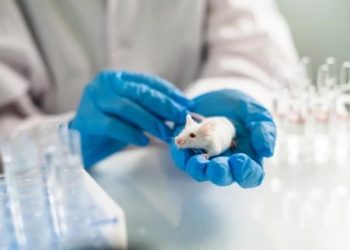 Nature Aging: белок FTL1 ускоряет старение мозга, его эффект обратим