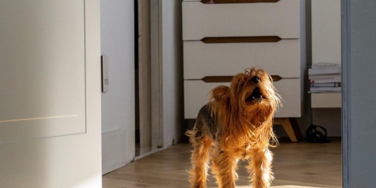 Суд обязал владелицу собак выплатить соседям компенсацию за лай