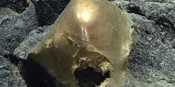 Ученые разгадали тайну инопланетного золотого яйца со дна океана у Аляски