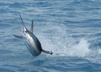 Ученые выяснили, что вода с кокаином изменила поведение рыб во всем мире