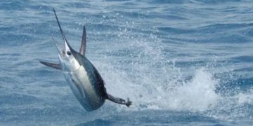 Ученые выяснили, что вода с кокаином изменила поведение рыб во всем мире