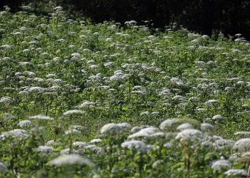 В ГД предложили бесплатно раздать земли по программе «борщевичный гектар»
