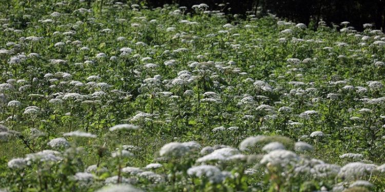 В ГД предложили бесплатно раздать земли по программе «борщевичный гектар»