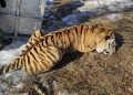 Амурский тигр появился на эмблеме 75-й миссии к МКС