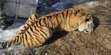 Амурский тигр появился на эмблеме 75-й миссии к МКС