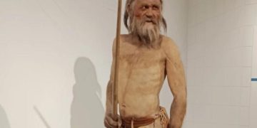 Эволюция в морозилке. В мумии «ледяного человека» Этци найдены живые грибки