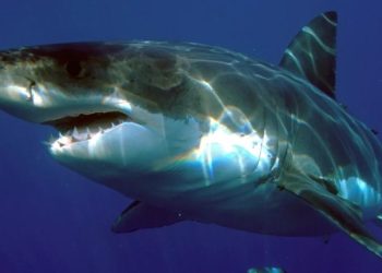 Healthy Seas Foundation: в Средиземном море впервые обнаружили белую акулу