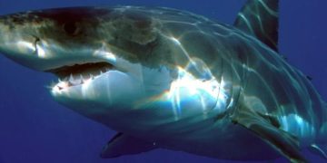 Healthy Seas Foundation: в Средиземном море впервые обнаружили белую акулу