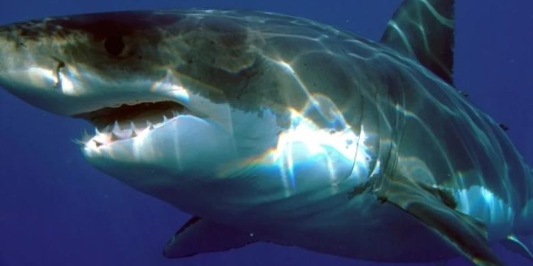 Healthy Seas Foundation: в Средиземном море впервые обнаружили белую акулу