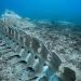 Китовая бездна. На дне океана найдено необычное кладбище, поразившее учёных