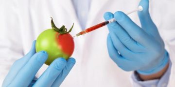 Мутанты на полях. ЕС разрешил фермерам выращивать «продукты Франкенштейна»