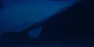Самую уродливую акулу в мире впервые сняли на видео