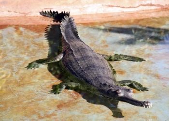 Скелет крокодила переписывает историю. Учёные пересматривают прошлое Земли