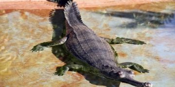 Скелет крокодила переписывает историю. Учёные пересматривают прошлое Земли
